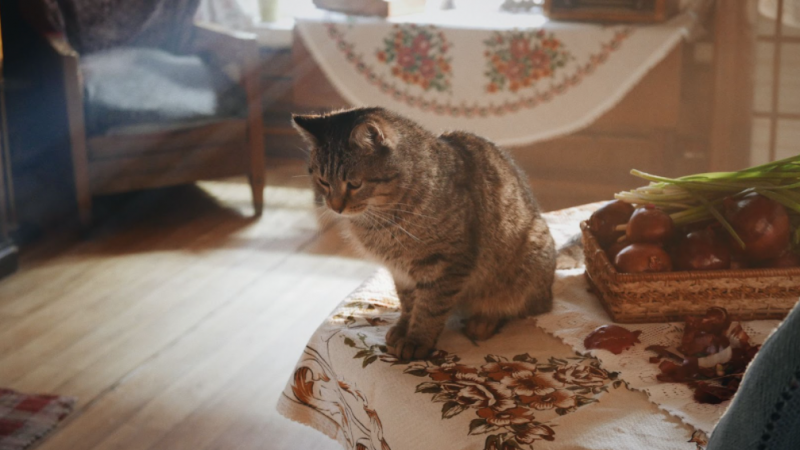 «Куда вы – туда и кино»