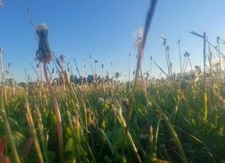 Дачников предупредили о штрафах за одуванчики и мяту на участках