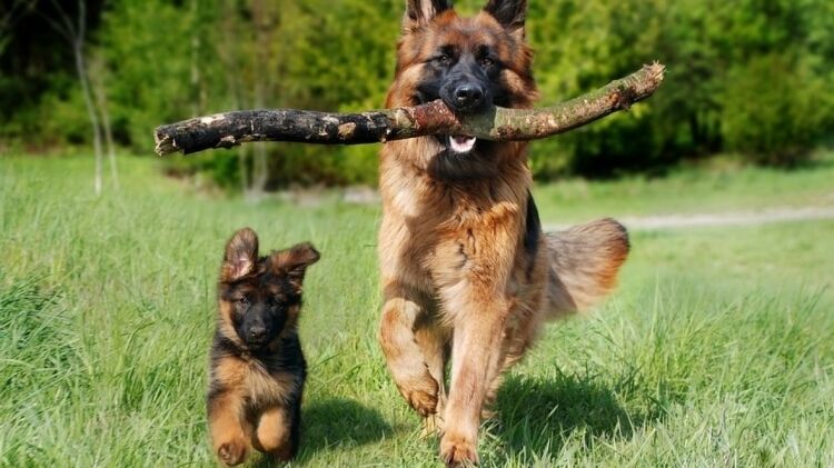 Кинолог Голубев рассказал о важности вакцинации собаки перед поездкой на дачу 