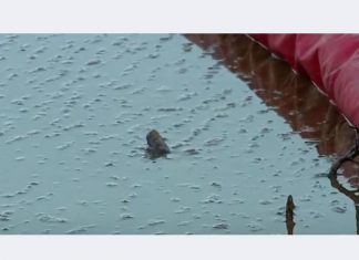 Разлив нефти произошел в результате прорыва трубопровода в ЯНАО