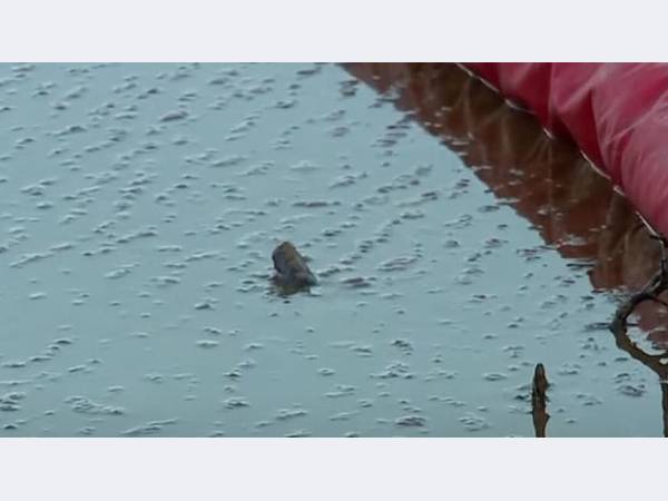 Разлив нефти произошел в результате прорыва трубопровода в ЯНАО