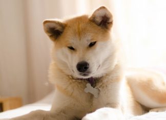 Ученые из США выяснили, как избавить собак от неприятного запаха изо рта