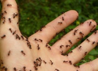 Ученые нашли у муравьев «свадебный обычай»