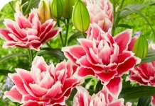 Яскрава — оптовий сайт для садівників і бізнесу