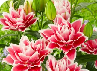 Яскрава — оптовий сайт для садівників і бізнесу