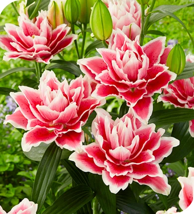 Яскрава — оптовий сайт для садівників і бізнесу