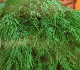 Семена зелени: как выбрать, посадить и вырастить ароматный урожай