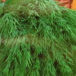 Семена зелени: как выбрать, посадить и вырастить ароматный урожай