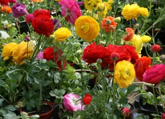 Лютик для сада: яркое украшение участка и секреты успешного выращивания