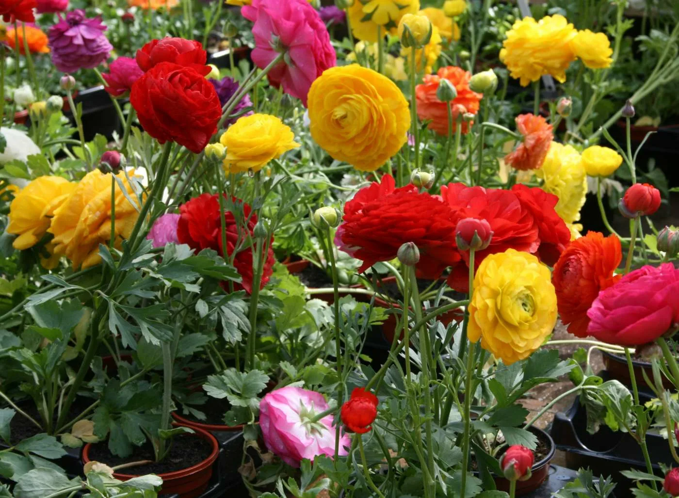 Лютик для сада: яркое украшение участка и секреты успешного выращивания