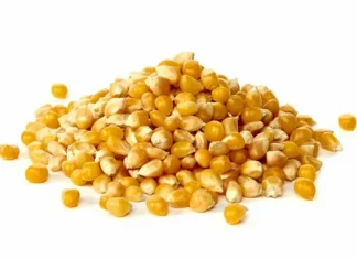 Урожай начинается с выбора: как правильно выбрать семена кукурузы для стабильного результата