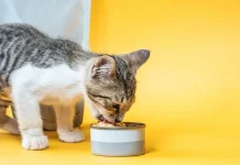 Забота с первых дней: как правильно кормить котенка для здоровья и роста