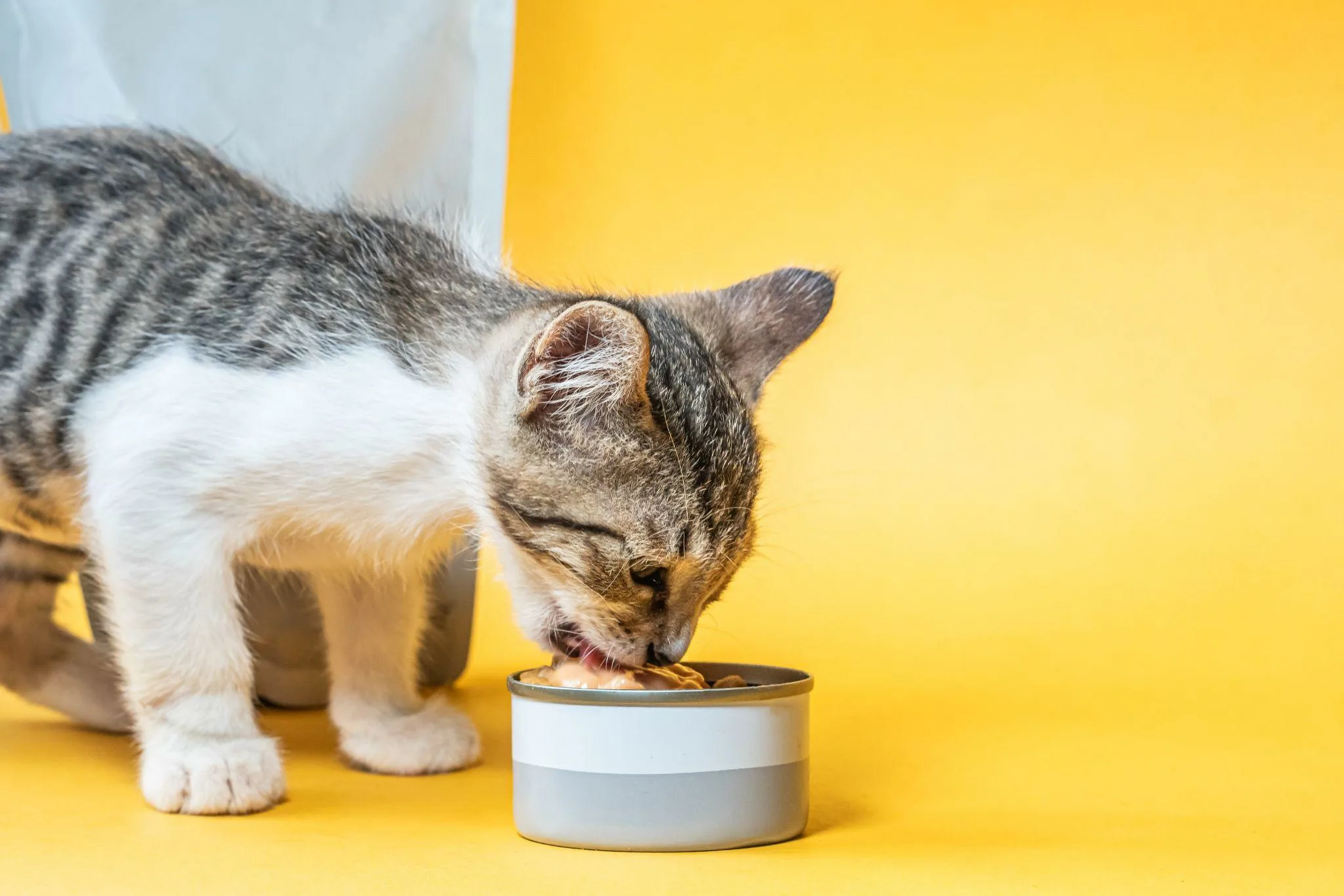 Забота с первых дней: как правильно кормить котенка для здоровья и роста