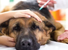 Антибиотики для собак: можно ли применять и как обеспечить безопасность питомца