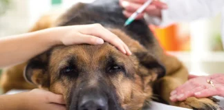 Антибиотики для собак: можно ли применять и как обеспечить безопасность питомца
