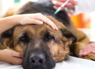 Антибиотики для собак: можно ли применять и как обеспечить безопасность питомца