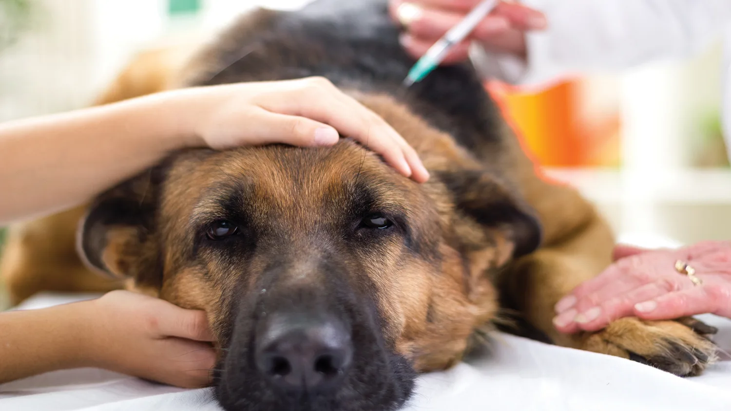 Антибиотики для собак: можно ли применять и как обеспечить безопасность питомца