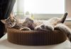 Лежак для кота: как выбрать идеальное место для отдыха питомца