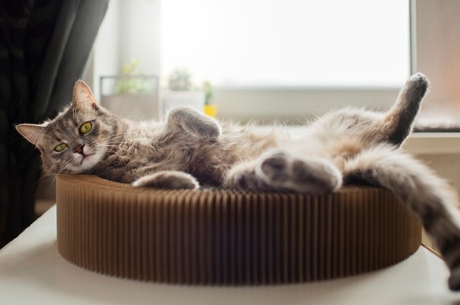 Лежак для кота: как выбрать идеальное место для отдыха питомца